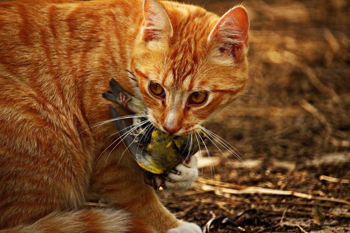 gatto predatore porta a casa le prede