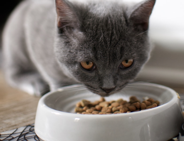marche di cibo per gatti da evitare