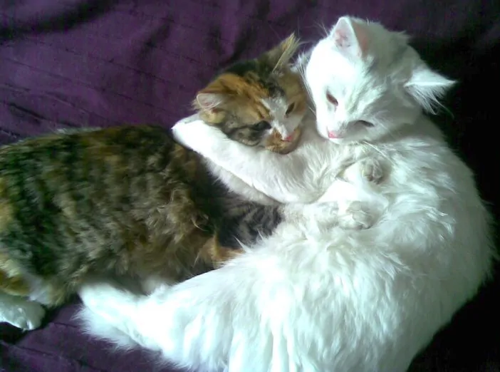 Lady e Oscar di MicioGatto